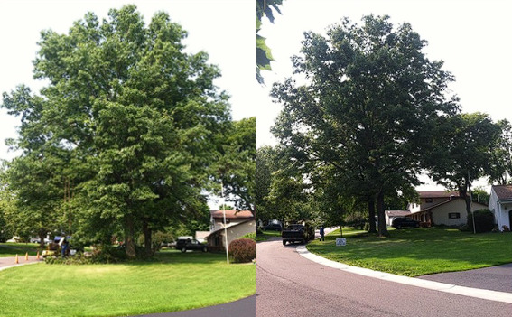 Tree pruning